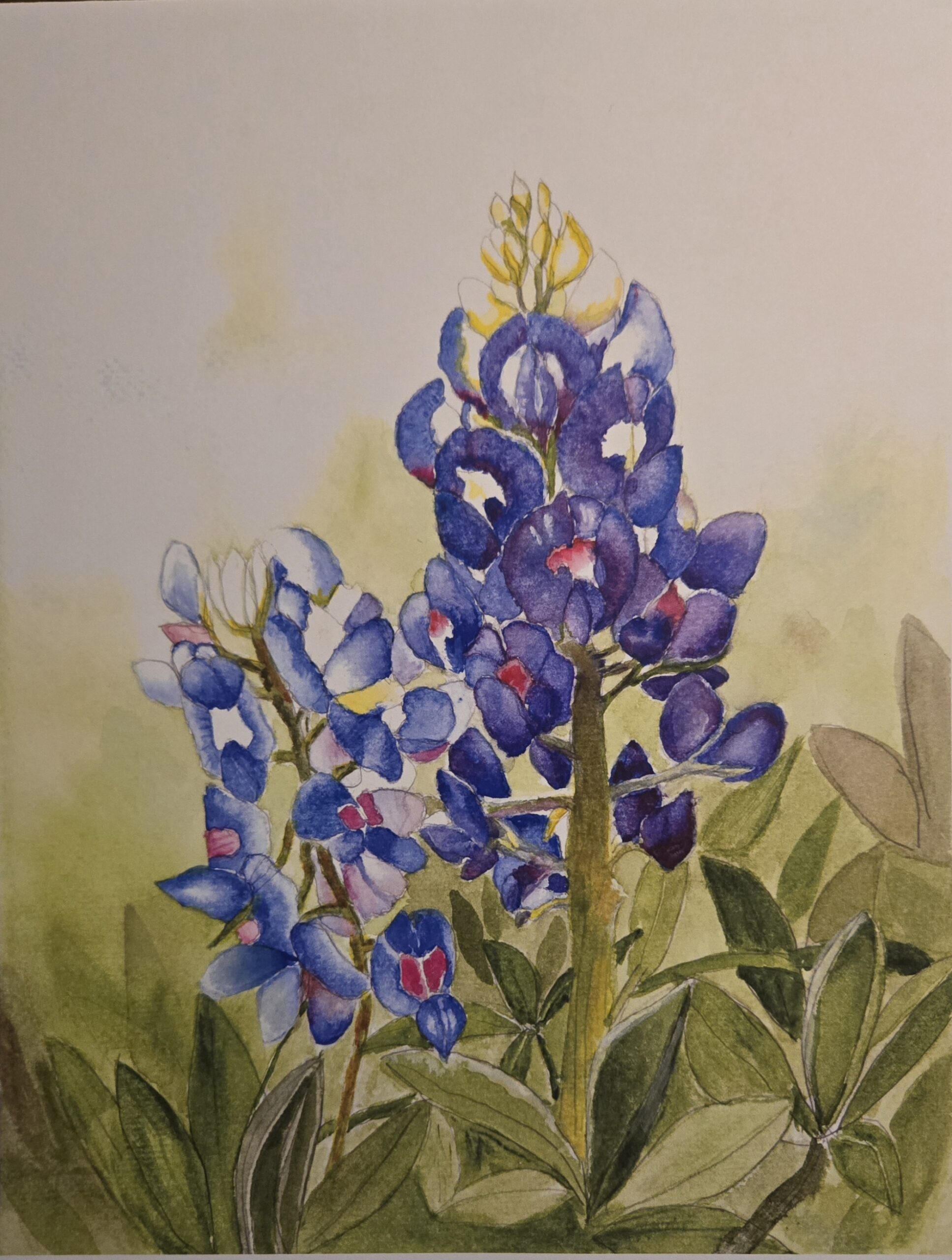 Bluebonnets
