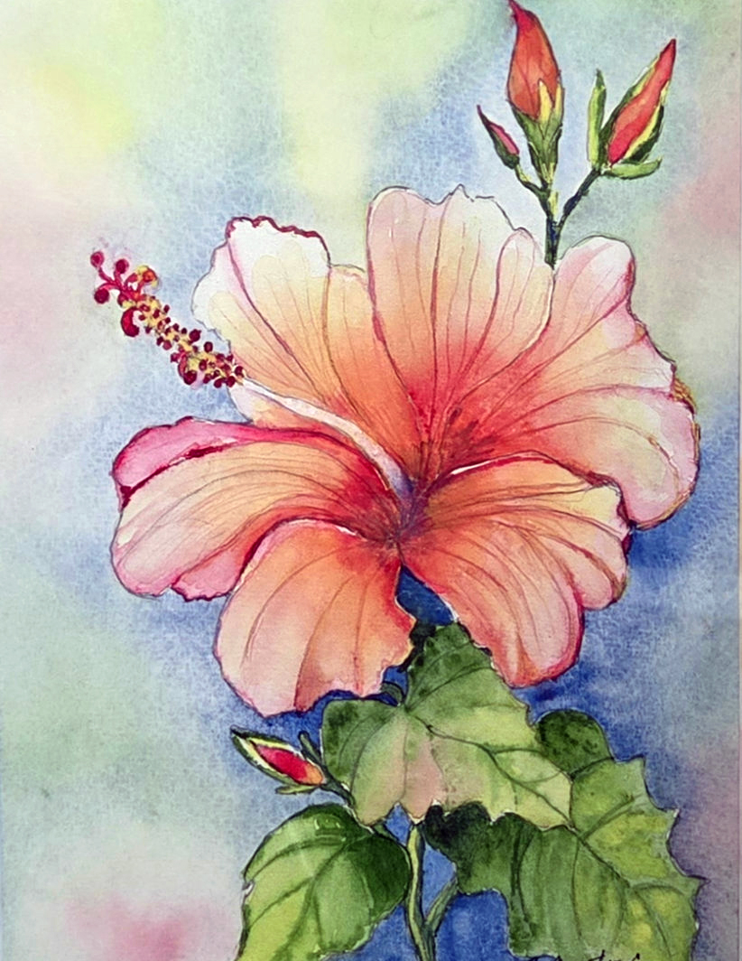 Pink Hibiscus